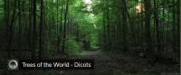 Trees of the World - Dicots